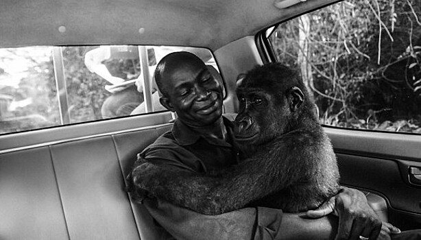 Самое трогательное фото из лучших работ конкурса Wildlife Photographer of the Year