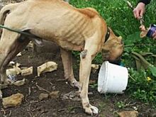 В Перми хозяин привязал собаку к дереву и забыл про неё