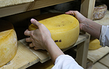 В Якутии открылось производство сыра из молока аборигенной породы коровы