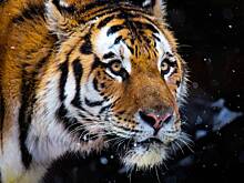 Под Уссурийском сбили амурского тигра