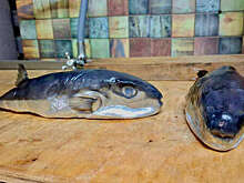 В Краснодарском крае мужчине продали ядовитую рыбу вместо скумбрии