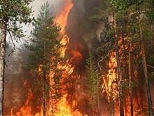 Средний класс пожарной опасности установили в вологодских лесах