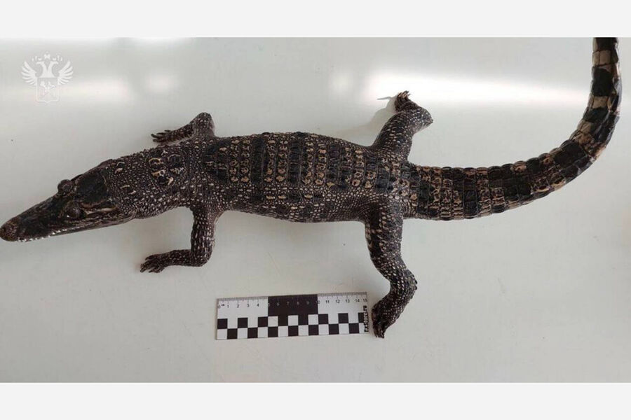 Прибывшая из Вьетнама россиянка пыталась провезти в сумке чучело крокодила