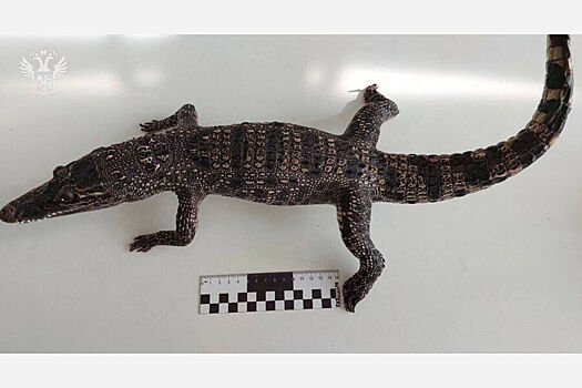 В аэропорту Новокузнецка у женщины обнаружили чучело крокодила