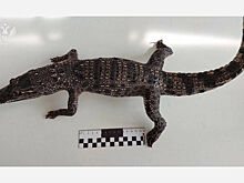 В аэропорту Новокузнецка у женщины обнаружили чучело крокодила