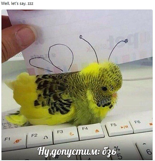 Попугайчик.
