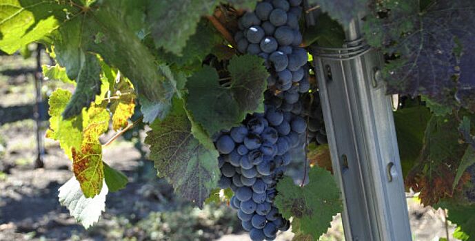 Донское вино завоевало престижную награду на TERRAVINO-2025