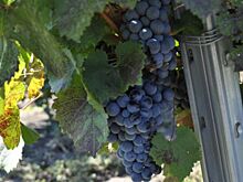 Донское вино завоевало престижную награду на TERRAVINO-2025