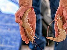 В Азовском море хотят развивать промысел креветок