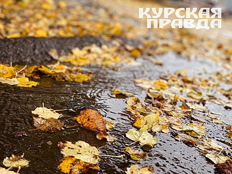Курске опавшую листву ежедневно убирают 38 единиц техники