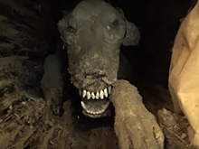 Застрявшую 60 лет назад собаку нашли в стволе дерева