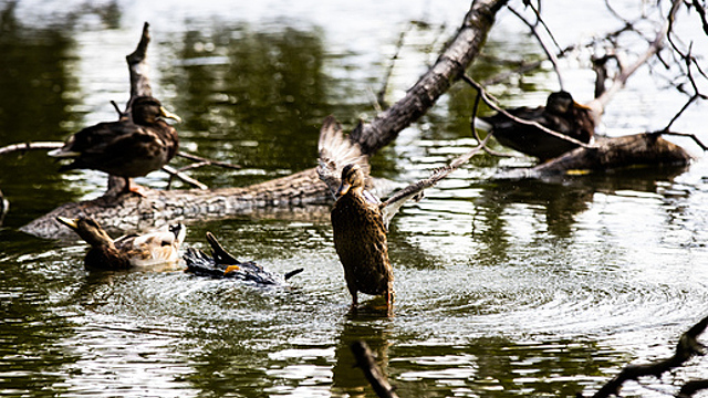 Куда идти Близнецам, с чем повременить Львам и ускориться Козерогам: гороскоп на рабочую неделю с 26 по 30 сентября