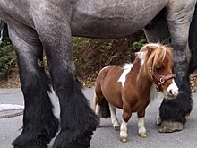 Лошадь из Германии признана самой маленькой в мире