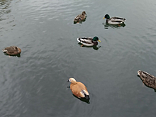 Курян приглашают посчитать птиц 14 и 15 января