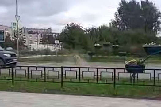 Mash: свиней в Ревде начали сбивать как кегли