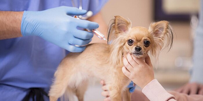 На Батюнинской 9 и 10 апреля будет работать пункт вакцинации животных от бешенства