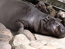 Бегемотиха в российском зоопарке лишилась «женского счастья»
