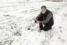 ИКАР не исключает пересева 1 млн га озимых