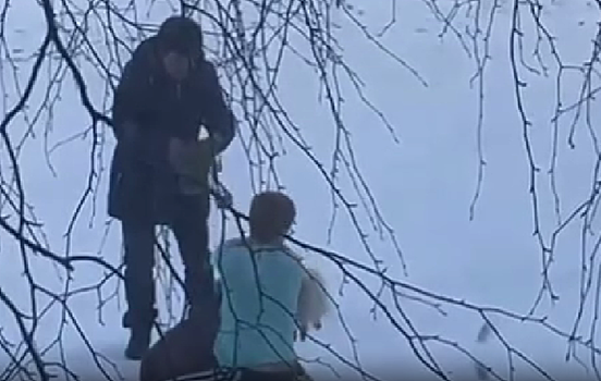 Жительница Зеи заплатит 10 тысяч рублей за то, что её стафф убил другую собаку