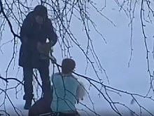 Жительница Зеи заплатит 10 тысяч рублей за то, что её стафф убил другую собаку