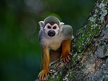 Первый случай смерти человека от оспы обезьян подтвердили в Бразилии