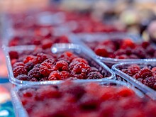 Аграрии Кубани ожидают хороший урожай малины и голубики, но не черешни
