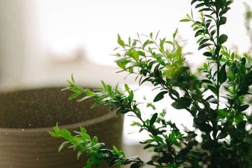 Texas A&M University: комнатные растения помогают бороться с зимней хандрой