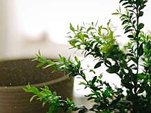 Коммерческий директор OBI заявила о дефиците некоторых декоративных и садовых растений в России