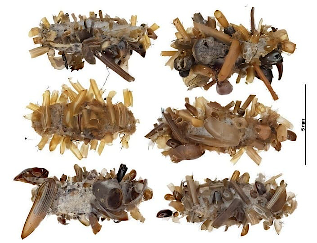 На Гавайях нашли необычных гусениц  собирательниц костей