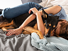 Можно ли спать с собакой на одной кровати