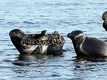 Старых знакомых встретили ученые Российской академии наук в ходе исследований мест обитания балтийской кольчатой нерпы