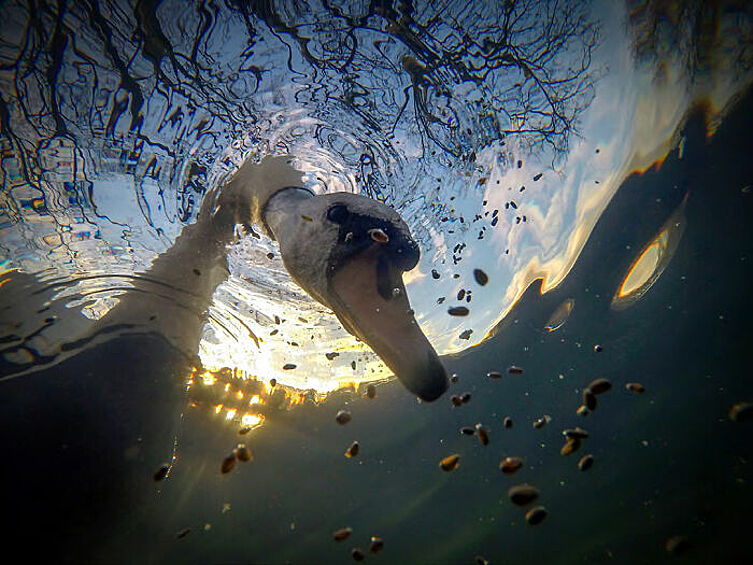 «Подводное кормление лебедя-шипуна на восходе солнца», Иэн Уэйд (Великобритания), 1-е место в рейтинге 'British Waters Compacts'