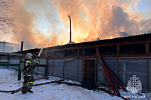 На Сахалине сгорел приют, где жили более 350 питомцев
