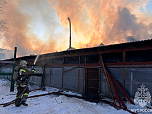 На Сахалине сгорел приют, где жили более 350 питомцев