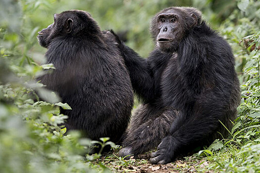 Пестициды оставили обезьян без носа