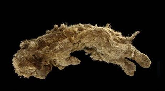 Пещерным львятам из Якутии посвятили масштабное научное исследование