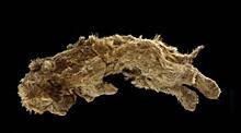 Пещерным львятам из Якутии посвятили масштабное научное исследование