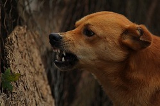 В Нижнем Тагиле бездомные собаки напали на женщину