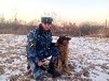 В ИК-41 ГУФСИН России по Приморскому краю служебная собака помогла предотвратить попытку передачи крупной партии наркотических средств