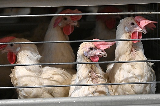 В Буйнакском районе Дагестана восстановят и модернизируют птицефабрику мощностью 7 тыс. тонн мяса в год