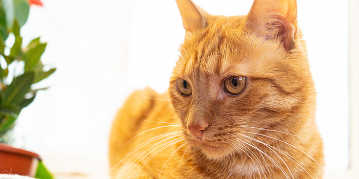 «Жидкую» кошку Плюшу спасли под ступеньками дома в Москве