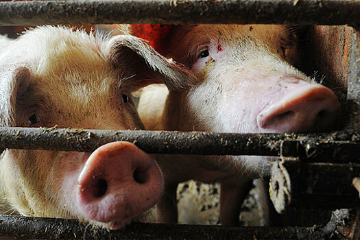 На «Мираторге» обнаружили африканскую чуму свиней
