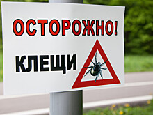 Глава Роспотребнадзора предупредила россиян о проснувшихся клещах