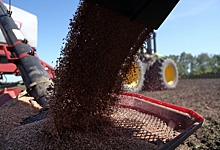 Омские аграрии вывели новый сорт пшеницы, не требующий химической обработки
