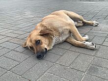 В Камбарском районе нашли подрядчика для отлова бездомных собак