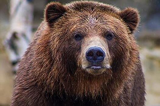 Медведь вышел к отдыхающим на Байкале туристам