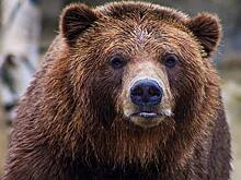 Россиянин притворился мертвым и спасся от напавшего на него медведя
