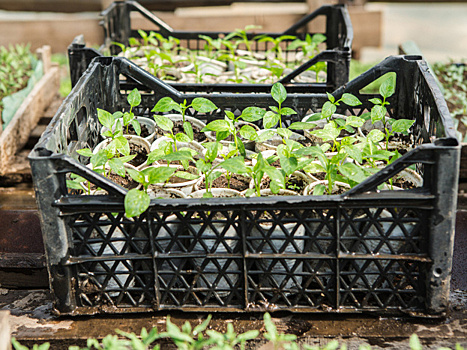 9 способов полезного использования пластмассовых ящиков на даче