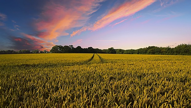 Пензенская область занимает третье место в округе по урожайности