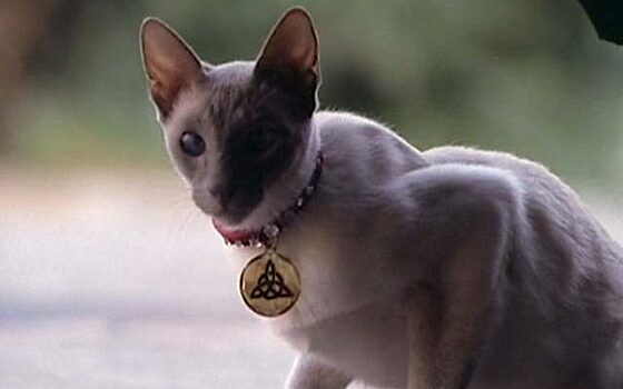 Интересные факты о съёмках сериала «Зачарованные»